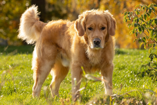 Fotograf Celestial Art