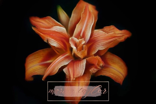 Marisa Taylor Photography