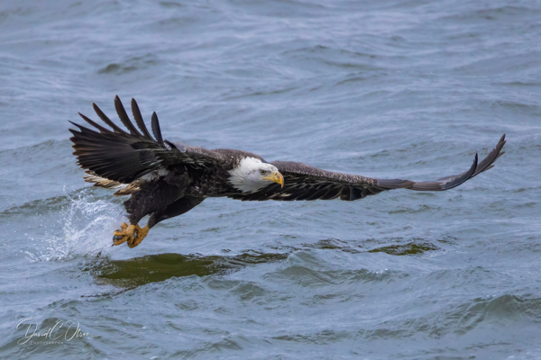 Olson Photography / David C. Olson Photography