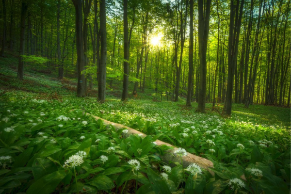 Нончо Иванов